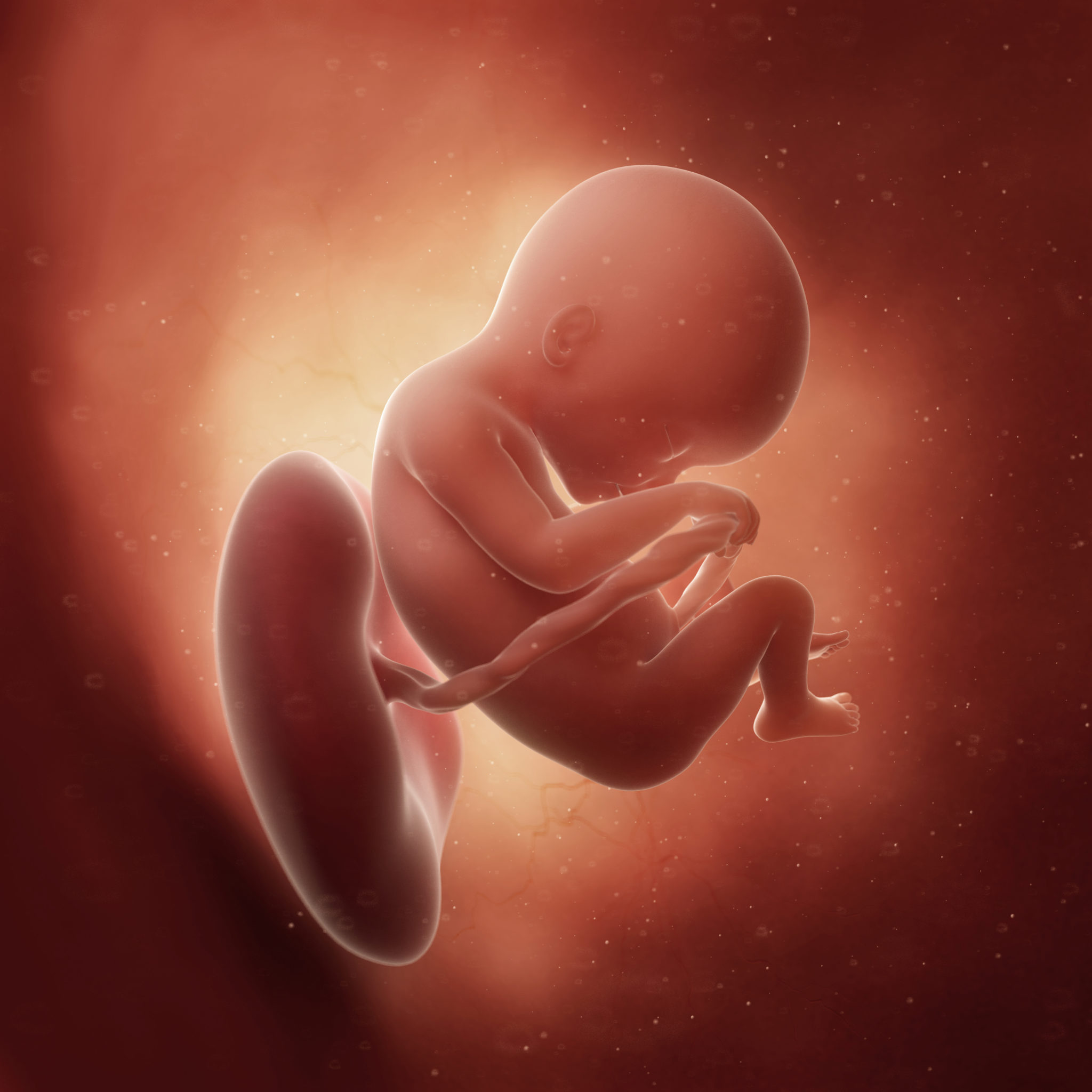 Конец 18 недели. Эмбрион на 18 неделе беременности. Плод на 18 неделе беременности. Зародыш на 18 неделе беременности. Малыш на 18 неделе беременности.