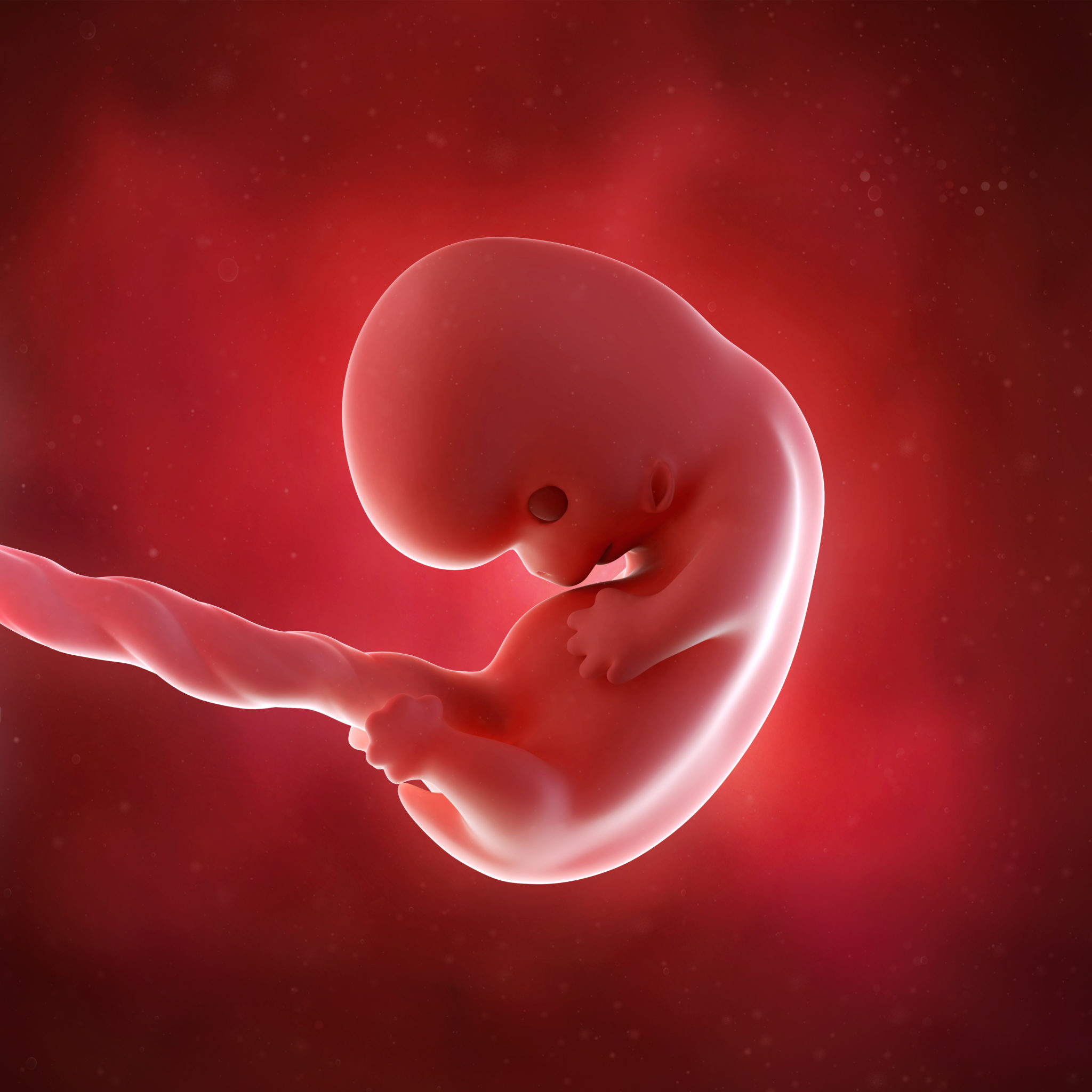 Что происходит на 8 неделе. Эмбрион на 8 неделе беременности. Зародыш 2-3 недели беременности.